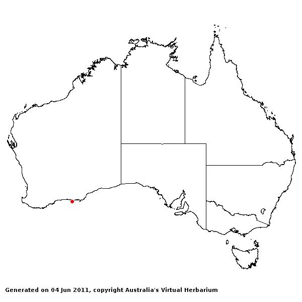 Sorghastrum nutans AVH 2011