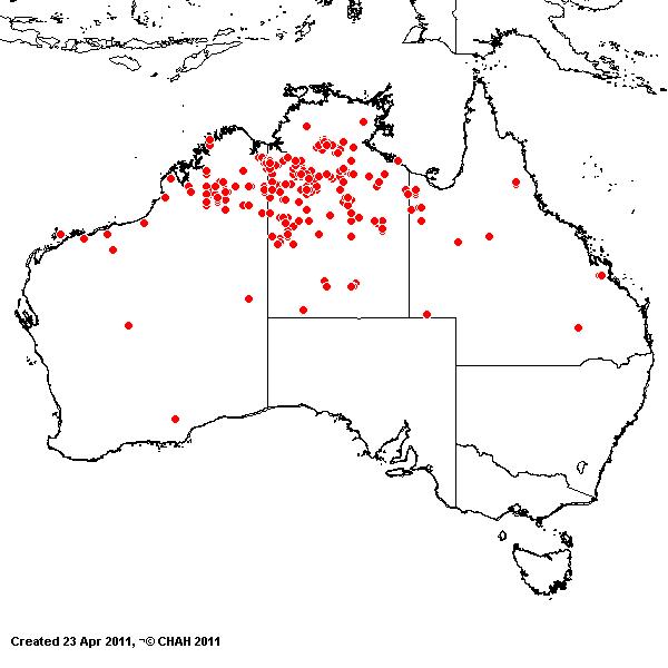 Enneapogon purpurascens AVH 2011