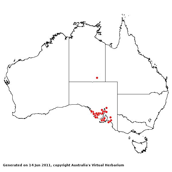 Triodia compacta AVH 2011