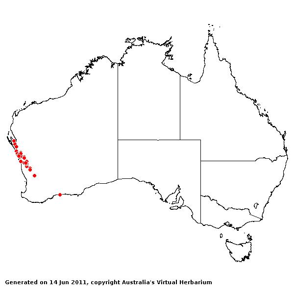 Triodia danthonioides AVH 2011