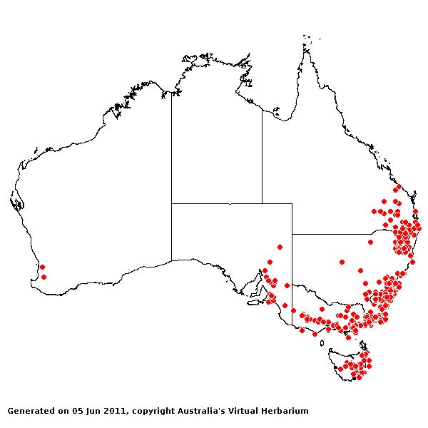Rytidosperma tenuis AVH 2011