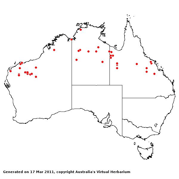 Acrachne racemosa AVH 2011