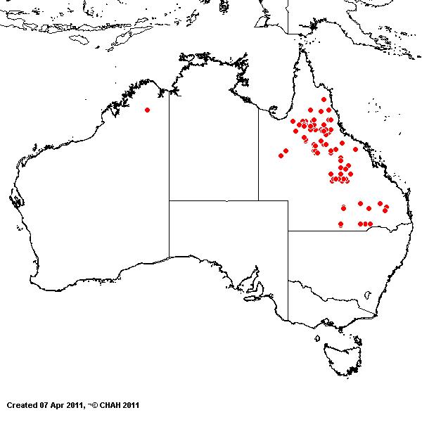 Aristida sciuroides AVH 2011