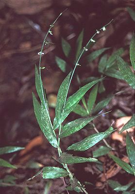 Habit (photo) © Queensland Herbarium Sharp 268 by D.Sharp