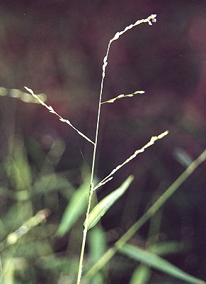 Inflorescence (photo) © B. Hacker