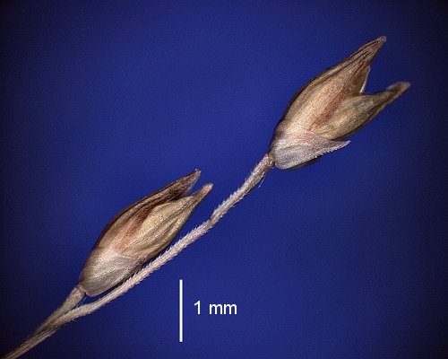 Spikelet (photo) © Queensland Herbarium A.A.Mitchell 4195 by D.Sharp