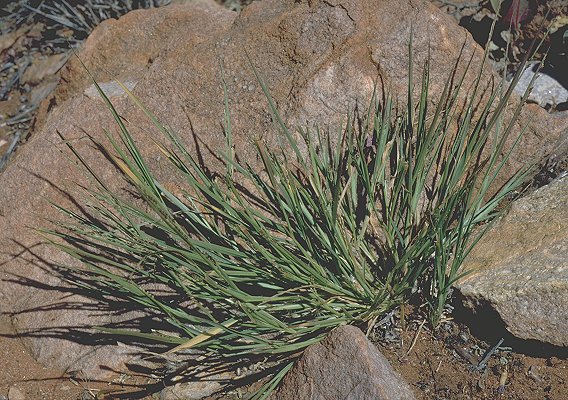 Habit (photo) © D. Albrecht