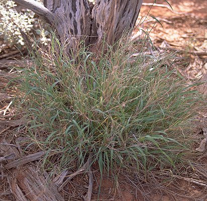 Habit (photo) © D. Albrecht