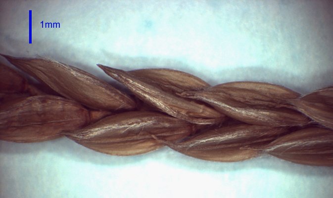 Spikelet (photo) © Queensland Herbarium AQ 513966 by D.Sharp