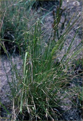 Habit (photo) © Queensland Herbarium by R. Fensham