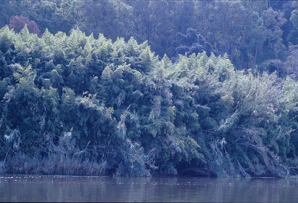 Habit (photo) © S. Jacobs