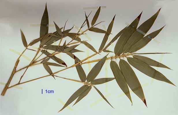 Habit (scanned specimen) © Queensland Herbarium AQ 451079 by D.Sharp