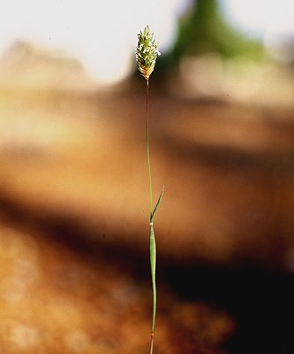 Inflorescence (photo) © R. Soreng