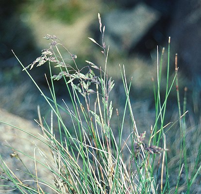 Inflorescence (photo) © Queensland Herbarium Sharp 34 and Simon by D.Sharp