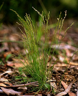 Habit (photo) © R. Soreng