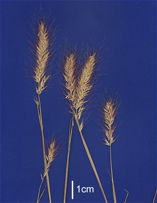 Inflorescence (scanned specimen) © Queensland Herbarium NSW 441777 by D.Sharp