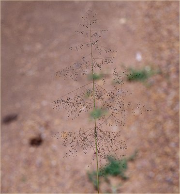 Inflorescence (photo) © Queensland Herbarium Sharp 458 and Fensham by D.Sharp