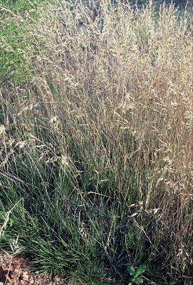 Habit (photo) © S.Jacobs SJ 6617